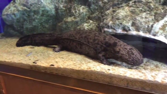 Selamat Jalan Salamander Raksasa Terbesar di Jepang Salamander terbesar di Jepang dikabarkan telah mati. Ia tutup usia pada usia sekitar 70 tahun.