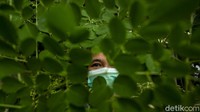 Menurutnya, daun kelor dapat mendetoks penyakit yang ada di dalam tubuh. Lebih lanjut Haida bercerita awal mula ia memanfaatkan daun kelor karena daun kelor sering disebut daun dewa di Afrika. 