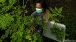 Warga Bantul Sulap Daun Kelor Jadi Makanan hingga Masker