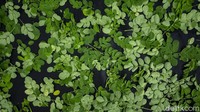 Beda dengan daun lainnya, kelor perlu penanganan khusus, yakni dijemur di tempat khusus atau dilapisi kain dan tak boleh terkena sinar matahari langsung. Pasalnya, proses tersebut dapat meningkatkan atau menjaga nutrisi dalam kelor.