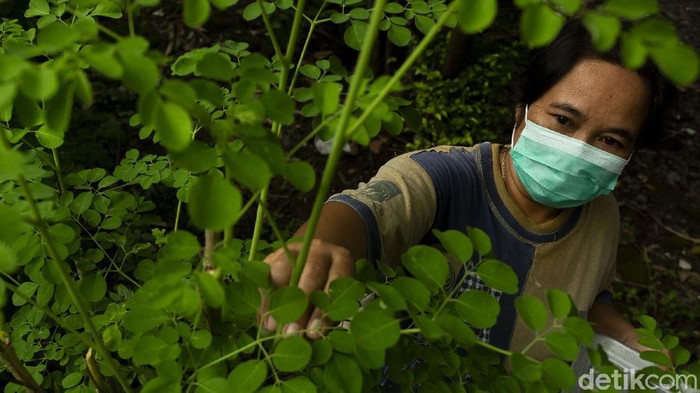 Warga Bantul Sulap Daun Kelor Jadi Makanan hingga Masker Daun kelor sering kali diibaratkan dengan hal-hal gaib, mulai dari peluntur jimat hingga mengusir sihir. Padahal, daun yang satu ini sebenarnya punya banyak manfaat.