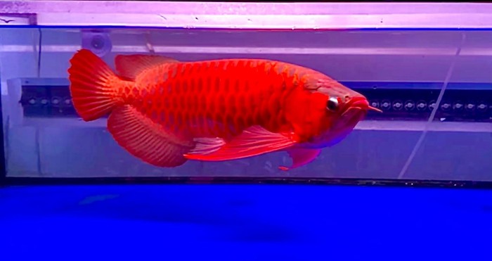 Arwana Super Red Arwana Super Red