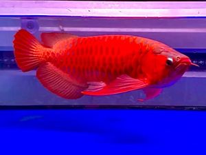Eks Sestama Basarnas Pakai Dana Komando untuk Beli Ikan Hias-Tas Mewah