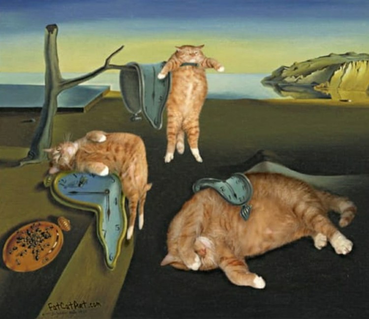 fotoinet fatcatart