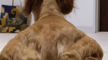 Lebih macho mana sama yang ini? Foto: Bored Panda