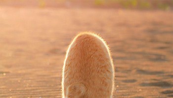 Gini toh kucing kalau dilihat dari depan. Foto: Bored Panda