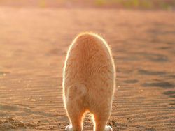 Seniman Ini Bikin Patung dari Foto Hewan yang Viral, Gemas!