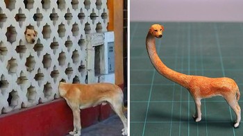 Seperti anjing satu ini. Gemas bukan? Foto: Bored Panda