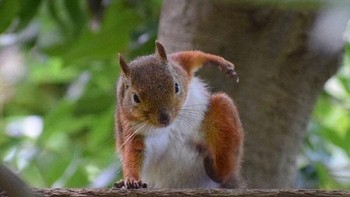 Adalah Meetissai yang menghasilkan karya patung dari meme hewan yang viral di internet. Foto: Bored Panda