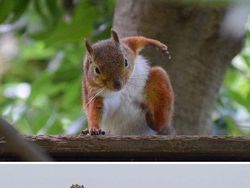 Seniman Ini Bikin Patung dari Foto Hewan yang Viral, Gemas!