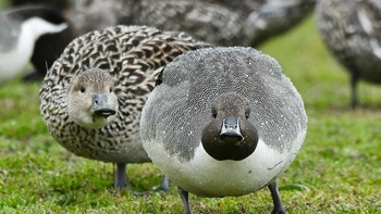 Lah, ini malah jadi nggak ada lehernya. Foto: Bored Panda