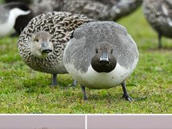 Seniman Ini Bikin Patung dari Foto Hewan yang Viral, Gemas!