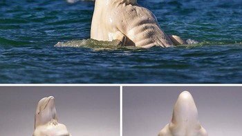 Wuih, otot lumba seperti atlet binaraga. Foto: Bored Panda