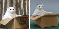 Seniman Jepang bernama Meetissai bikin patung dari foto lucu hewan.