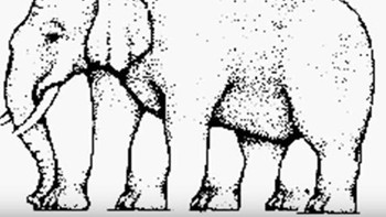 Ini adalah salah satu gambar menjebak yang sering lalu lalang. Berapa kaki gajah ini? Jawaban yang benar adalah empat. Foto: Insider