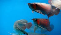 Ajang ini untuk mengenalkan lebih luas ke masyarakat bahwa ikan hias terbaik didunia itu adanya di Indonesia. Selain untuk melestarikan dan membudidayakan jenis ikan purba ini agar tidak punah, Ikan Arwana juga membawa dampak dari sisi perekonomian non migas Indonesia, salah satunya dengan mengekspor ikan Arwana yang semakin diminati di Negara luar seperti Singapura, Malaysia, Hongkong, Tiongkok, Jepang dan Filipina. Foto: dok. Iseereds