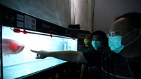 Iseereds berfokus pada budidaya Arowana Asia (Scleropages Formosus) merah berkualitas tinggi yang merupakan ikan endemik Indonesia, dan dapat ditemukan khususnya di Sungai Kapuas, Provinsi Kalimantan Barat. Foto: dok. Iseereds