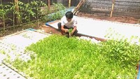 Fheryy yang kini masih duduk di kelas 3 SMK di Sumedang menuturkan jika sebelum berkembang sampai saat ini, berawal dari ketertarikannya saat melihat saudaranya menanam tanaman hidroponik yang dapat menjanjikan di masa pandemi.