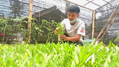 Isi Waktu Luang, Pelajar SMK Bisnis Hidroponik Raup Omzet Jutaan