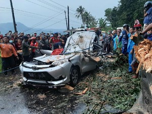 Pohon Randu Tumbang Timpa Mobil di Pemalang, 4 Orang Tewas
