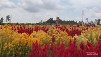 wisata kebun bunga celosia belitung
