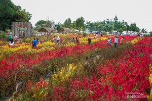 Pesona Wisata Taman Bunga Celosia di Pulau Belitung