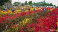 Pesona Wisata Taman Bunga Celosia di Pulau Belitung