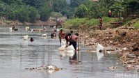 Mereka menyusuri sungai untuk mencari lumpur yang menjadi tempat berkumpulnya cacing sutra.