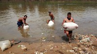 Cacing sutra merupakan pakan ikan hias seperti cupang dan koi. 