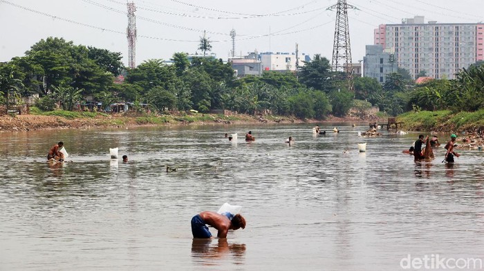 Potret Pencari Cacing Sutra Bermandi Lumpur di Banjir Kanal Barat Belasan orang mengumpulkan lumpur untuk mencari cacing sutra, di Kanal Banjir Barat, Tanah Abang, Jakarta, Sabtu (6/3/2021). Cacing sutra merupakan pakan ikan hias seperti cupang dan koi. Lumpur yang akan disaring tersebut dijual sekitar Rp 10.000/liter.