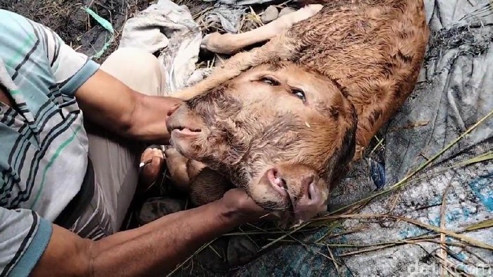 anak sapi bermuka dua