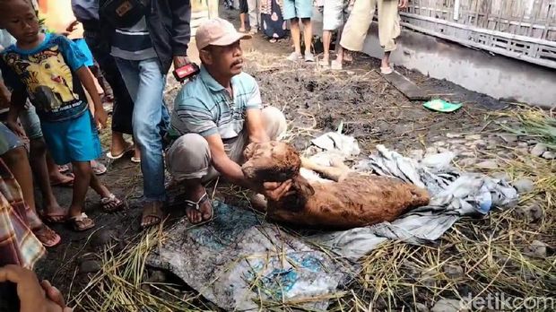 anak sapi bermuka dua