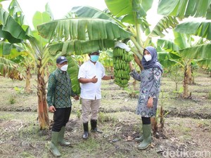 Tinjau Sentra Bibit Hortikultura, Bupati Ipuk: Buah Lokal Harus Jadi Juara