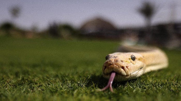 A snake is pictured at the Al-Buqaish private zoo in the Gulf Emirate of Sharjah on March 2, 2021. (Photo by Karim SAHIB / AFP)