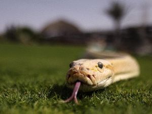 Seram, Ular Berbisa Masuk ke Dalam Mobil Warga