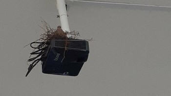 Duh, proyektor di kelas malah jadi tempat sarang burung merpati. Foto: Bored Panda
