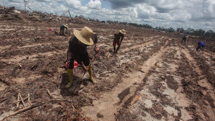 Petani menanam bibit singkong di areal lumbung pangan nasional food estate di Tewai Baru, Kabupaten Gunung Mas, Kalimantan Tengah, Sabtu (6/3/2021). Pemerintah Pusat menargetkan 30 ribu hektare luas lahan untuk Food Estate dengan komoditas singkong di daerah tersebut sudah tergarap secara maksimal pada tahun 2021, guna mendukung program cadangan pangan strategis nasional. ANTARA FOTO/Makna Zaezar/aww.