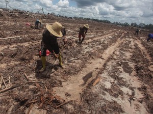 Prospek Singkong Sebagai Cadangan Pangan Nasional