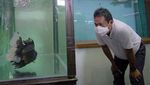 Pusat Koi dan Maskoki Nusantara Diresmikan di Cibinong