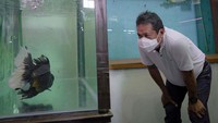 Produk ikan hias tidak hanya diminati oleh pasar domestik tapi juga luar negeri. Berdasarkan catatan KKP, ekspor ikan hias Indonesia senilai USD33 juta pada 2019, meningkat signifikan dari tahun 2012 sebesar USD21 juta. Nilai ekspor ikan hias Indonesia tahun 2019 ini merupakan 10,5% dari pasar ikan hias dunia. (dok. KKP)