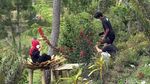 Foto: Citol Hill, Wisata Mamasa Rasa Eropa