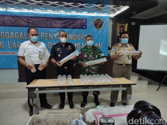 29.250 Ekor Benih Lobster Senilai Rp 2, 9 Milliar Gagal Diselundupkan