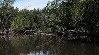 Hutan Perempuan berada di Teluk Youtefa, Jayapura, Papua. Kawasan hutan bakau itu dirawat oleh para perempuan dengan mengusung kearifan lokal secara turun temurun. Istimewa/Ayomi Amindoni/Dok. BBC Indonesia.