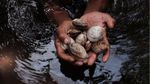 Kiprah Para Wanita Pelindung Hutan Perempuan di Papua