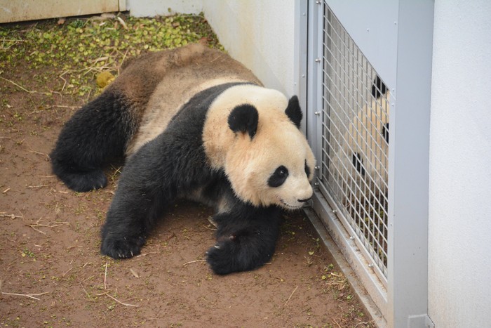 Panda di Ueno Zoo
