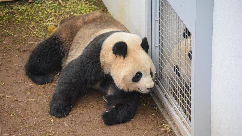 Panda di Ueno Zoo Panda di Ueno Zoo