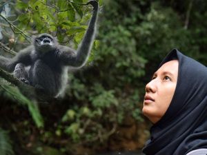 Potret Ayu Berjuang Selamatkan Keberadaan Owa Jawa