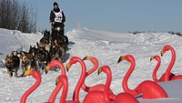 Sled Dog Trail merupakan lomba balap kereta luncur yang ditarik oleh anjing yang digelar tiap tahun.