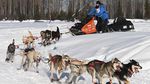 Serunya Balap Kereta Luncur Anjing di Alaska