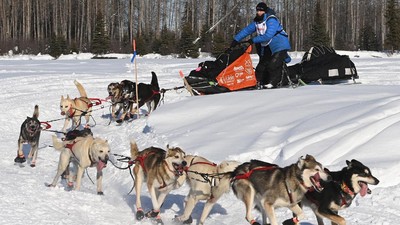 Serunya Balap Kereta Luncur Anjing di Alaska